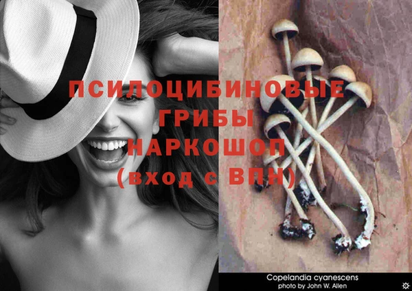 PSILOCYBIN Бородино